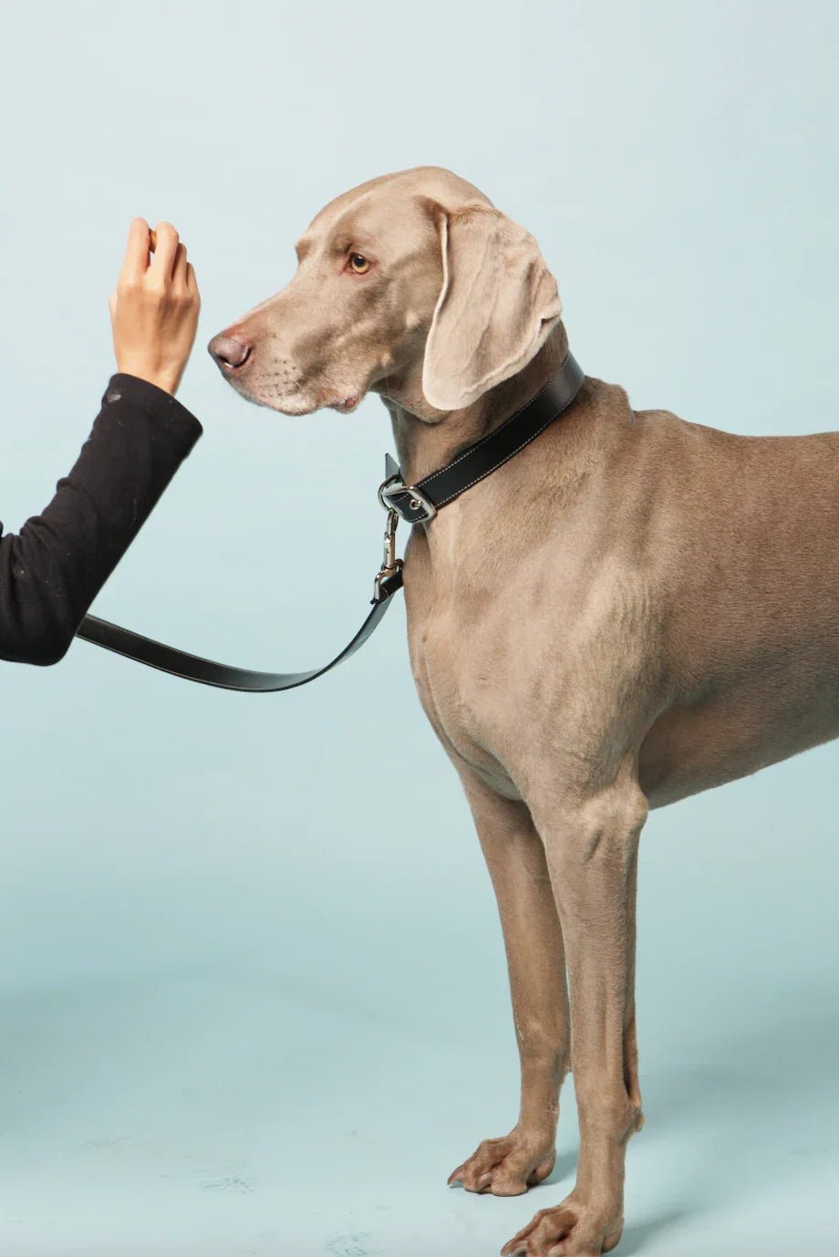 Black apple leather lead - The Happy Pet Store