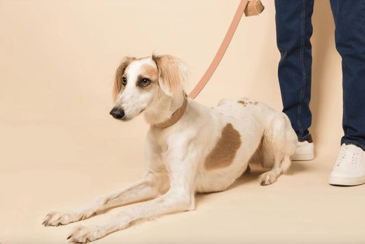 Blush Pink Skylos Set - The Happy Pet Store