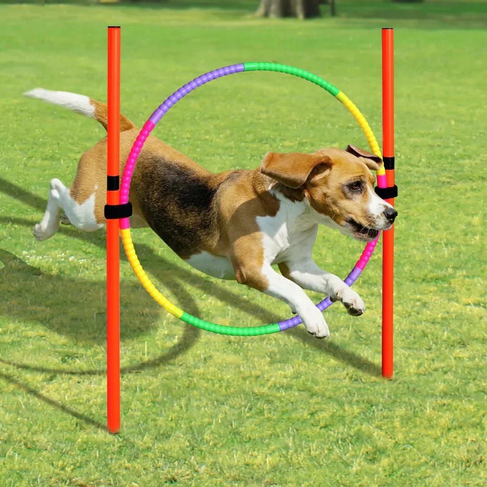 Dog Agility Training Equipment - The Happy Pet Store
