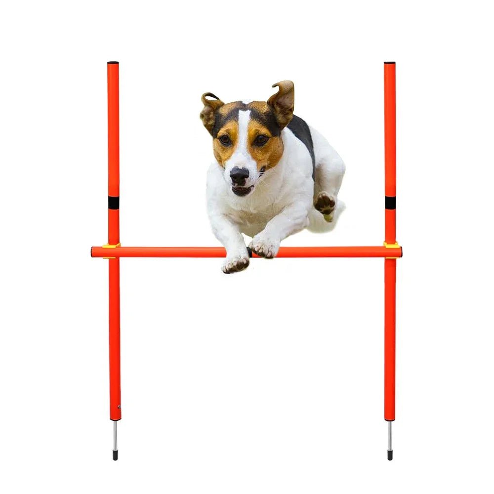 Dog Agility Training Equipment - The Happy Pet Store