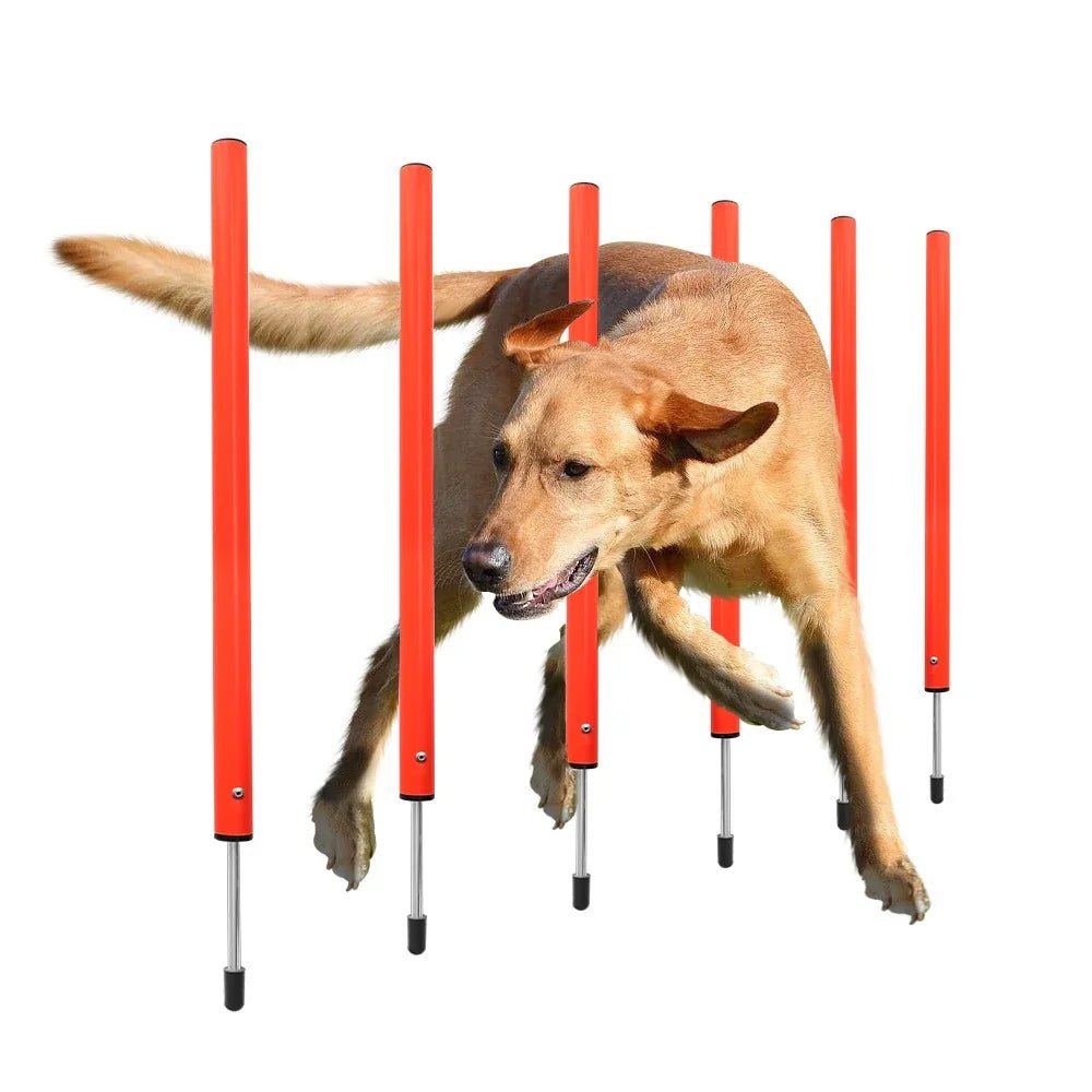 Dog Agility Training Equipment - The Happy Pet Store