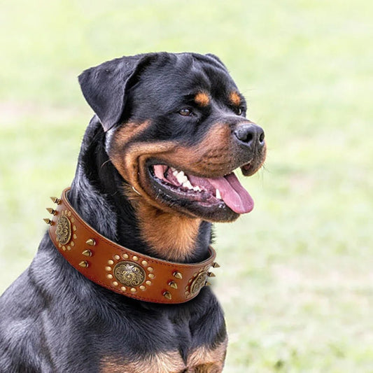 Leather Dog Collars - The Happy Pet Store