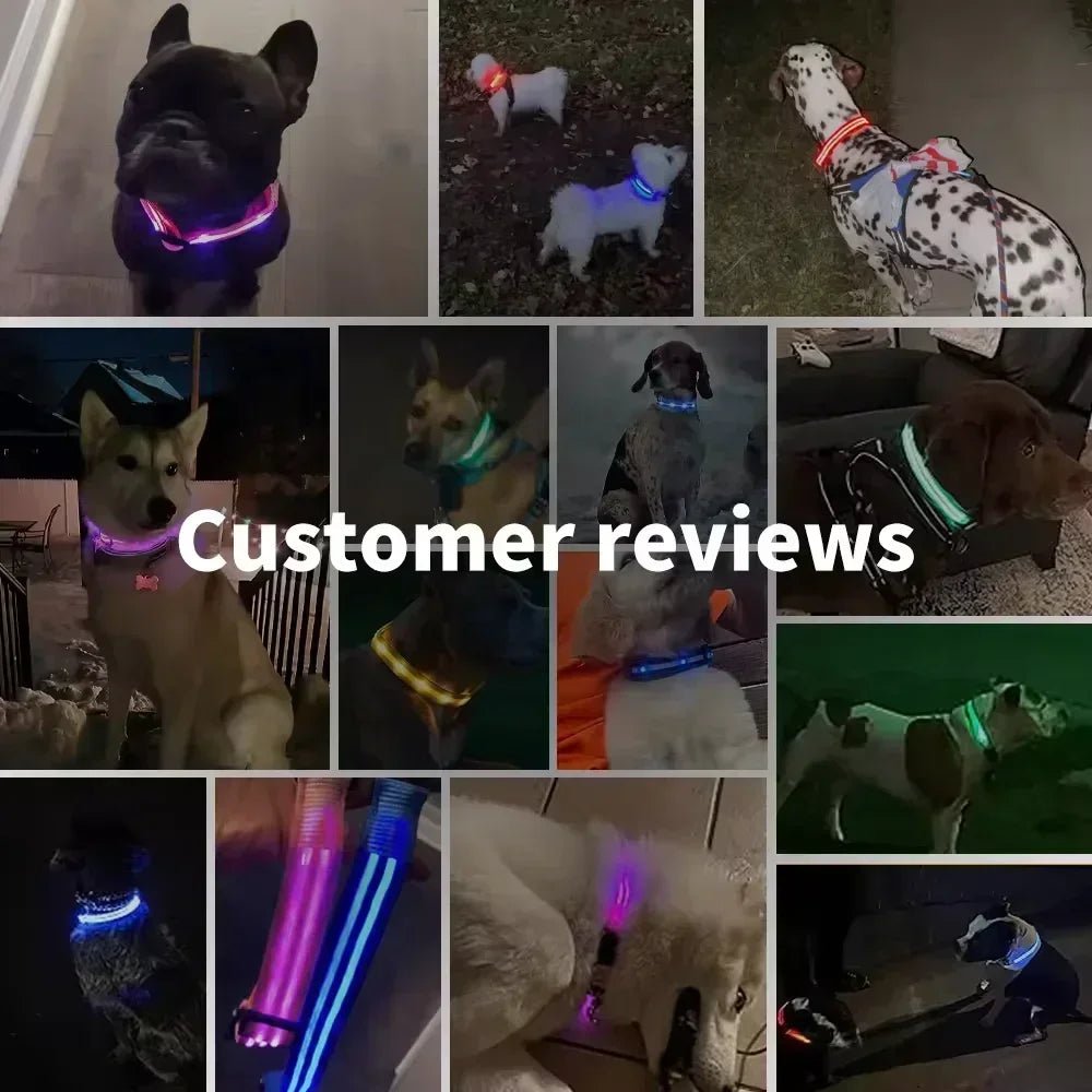LED Glowing Dog Collar Adjustable Flashing Rechargea Luminous Collar Night Anti - Lost Dog Light HarnessFor Small Dog Pet Products - The Happy Pet Store