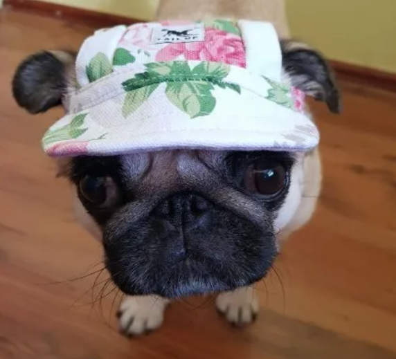 Pet Hat Dog Hat Baseball Hat Summer Canvas Dog Cap Only For Small Pet Dog Outdoor Accessories Outdoor Hiking Sports - The Happy Pet Store