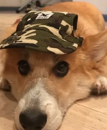 Pet Hat Dog Hat Baseball Hat Summer Canvas Dog Cap Only For Small Pet Dog Outdoor Accessories Outdoor Hiking Sports - The Happy Pet Store