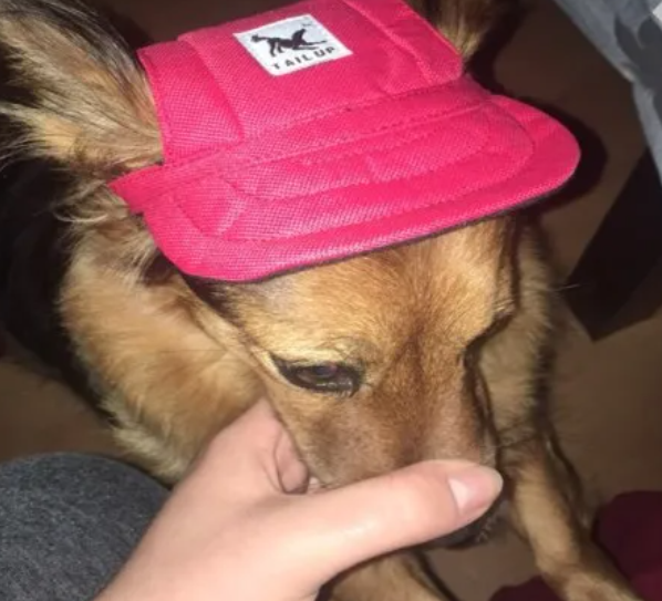 Pet Hat Dog Hat Baseball Hat Summer Canvas Dog Cap Only For Small Pet Dog Outdoor Accessories Outdoor Hiking Sports - The Happy Pet Store