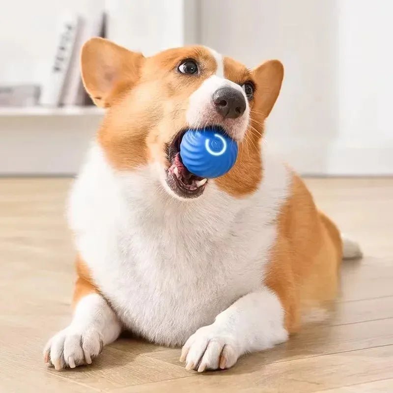 1pcs Dog Toys Intelligent Gravity Jump Ball Rechargeable Bite - Resistant Rolling Ball Cat And Dog Chase Interactive Pet Toys - The Happy Pet Store
