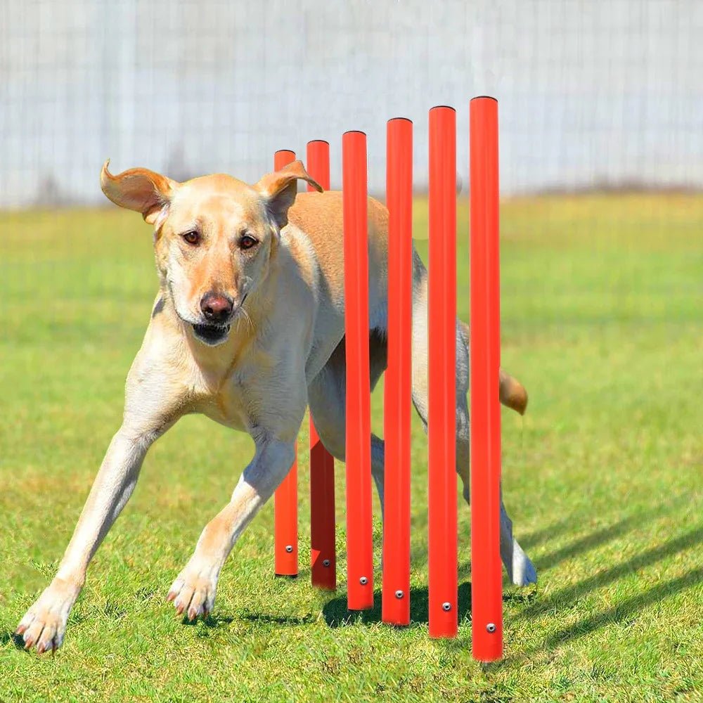 Dog Agility Training Equipment - The Happy Pet Store