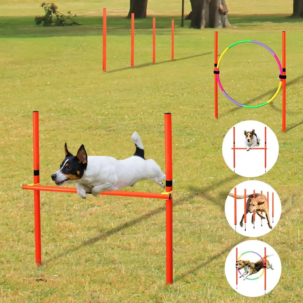 Dog Agility Training Equipment - The Happy Pet Store