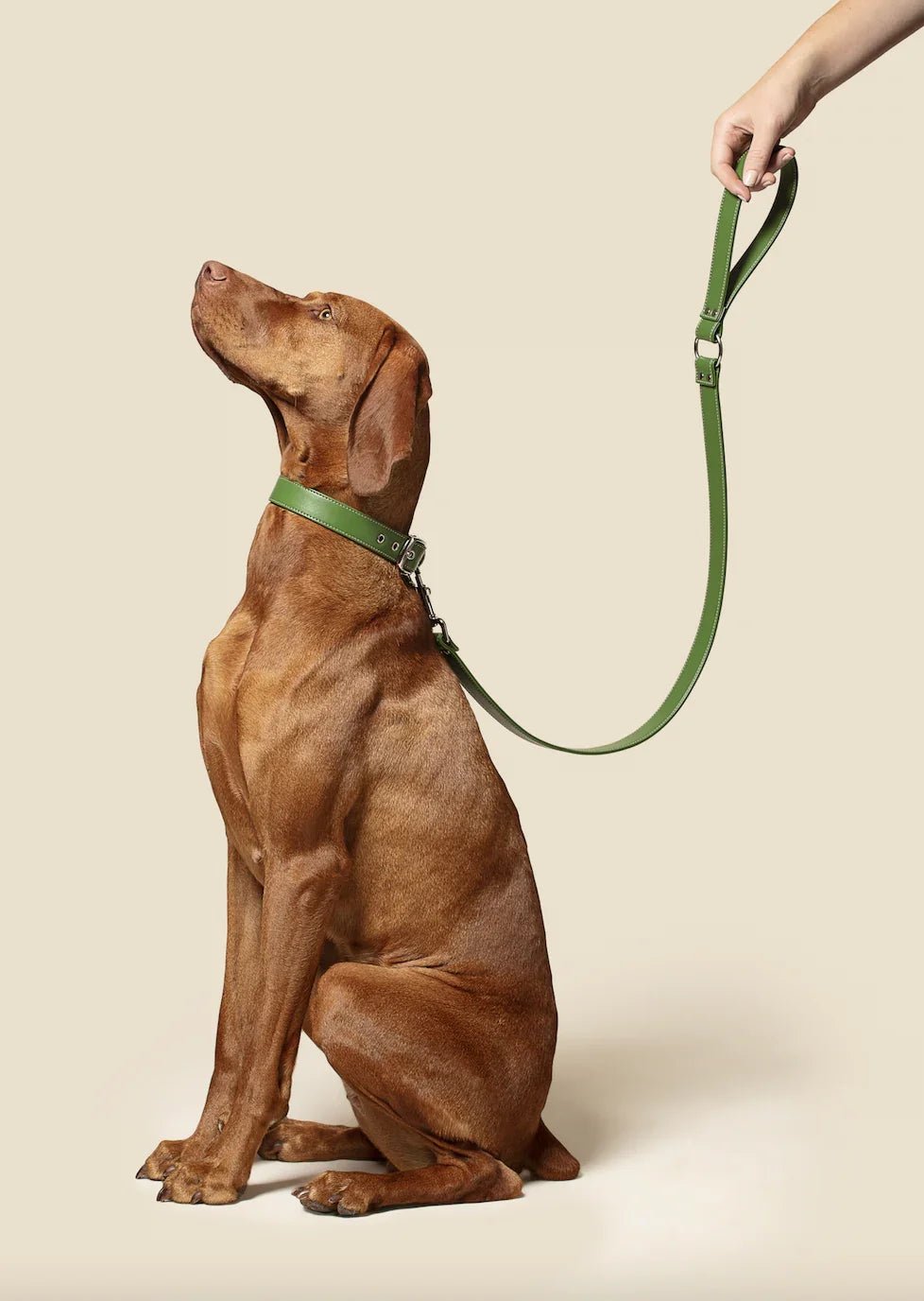 Forest green vegan apple leather dog collar - The Happy Pet Store